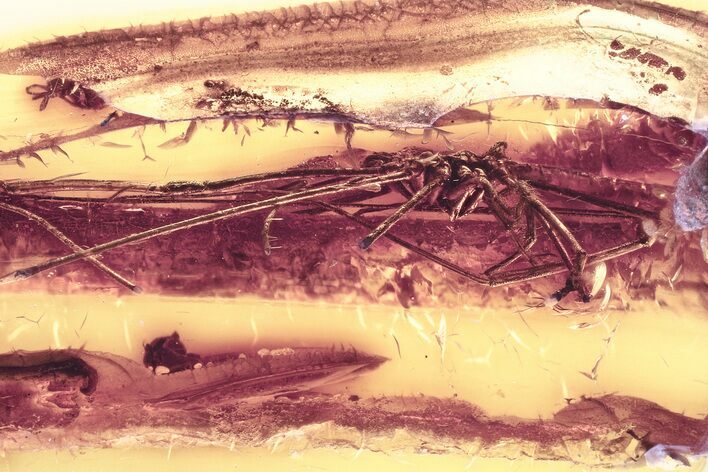 Detailed Fossil Daddy Long-Leg and Fly in Baltic Amber #330708